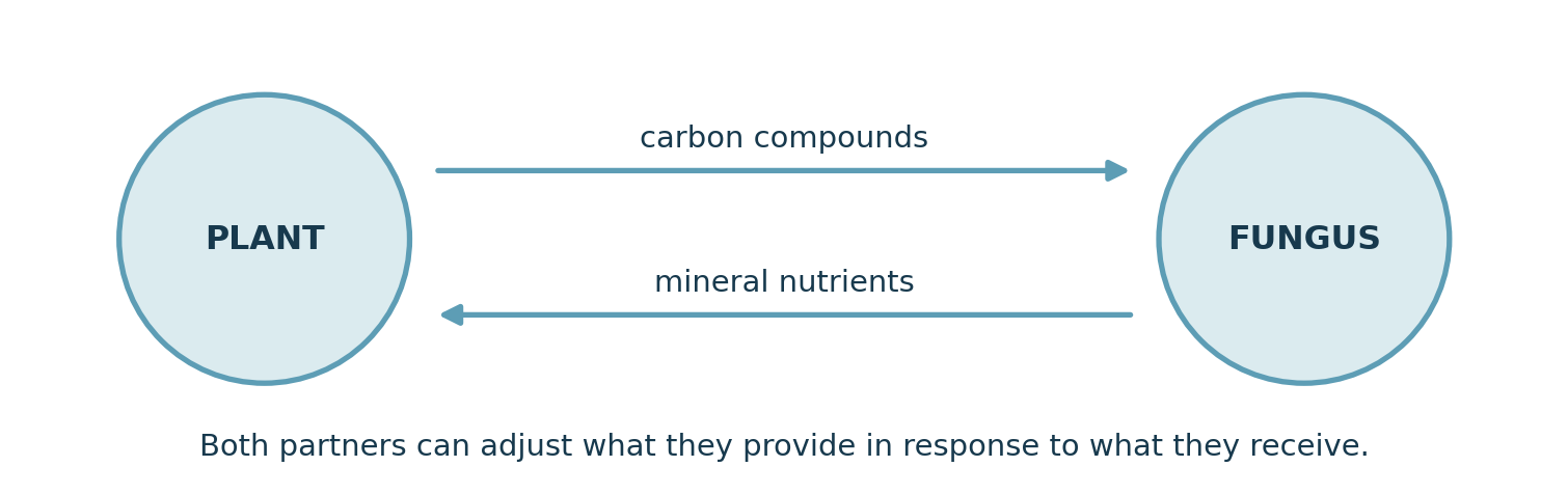 Diagram of the reciprocal exchange between a plant and a mycorrhizal fungus: carbon compounds in one direction and mineral nutrients in the other.