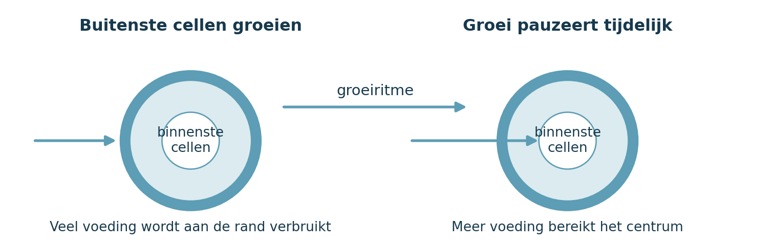 Schema van een bacteriële biofilm waarin groei aan de buitenrand afwisselt met een pauze waardoor meer voeding het centrum bereikt.