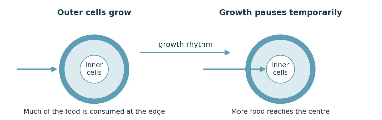 Diagram of a bacterial biofilm in which growth at the outer edge alternates with a pause that allows more nutrients to reach the centre.